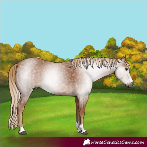 Horse Color:Gray Chestnut 