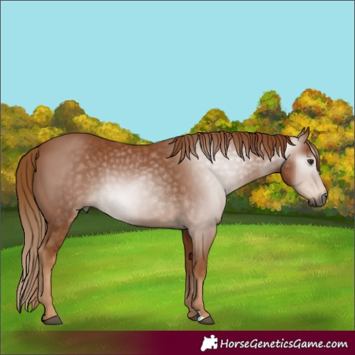 Horse Color:Gray Chestnut 