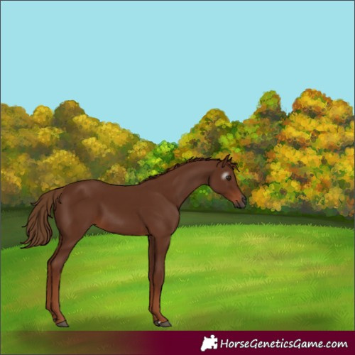 Horse Color:Gray Chestnut 