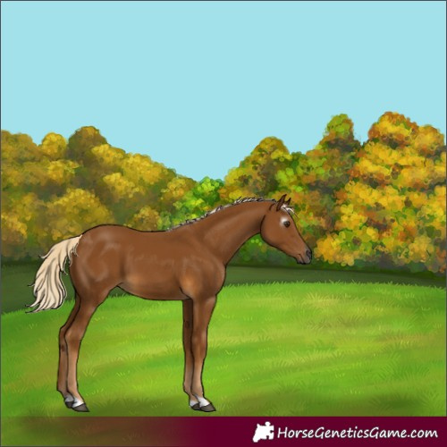 Horse Color:Gray Palomino 