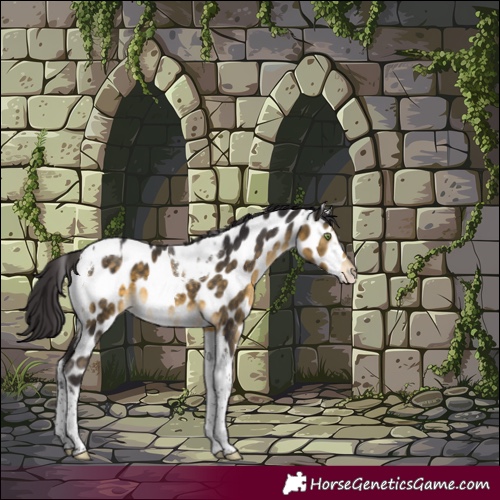 Horse Color:Buckskin Tobiano Leopard 