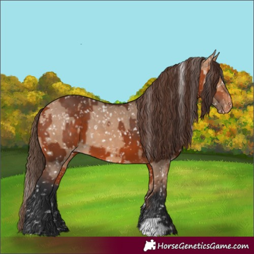Horse Color:Bay Appaloosa and Bay Dun Appaloosa