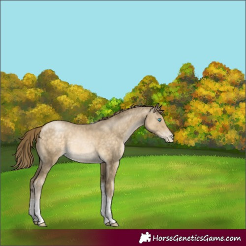 Horse Color:Buckskin Pearl Tobiano Rabicano 