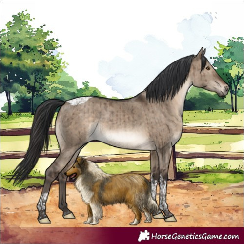 Horse Color:Brown Dun Tobiano Rabicano Brindle 