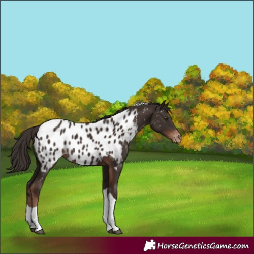 Horse Color:Liver Chestnut Tobiano Appaloosa 
