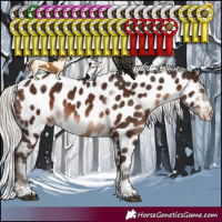 Horse Color:Silver Brown Sabino Tobiano Appaloosa Rabicano 