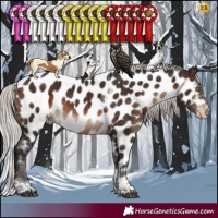 Horse Color:Silver Brown Sabino Tobiano Appaloosa Rabicano