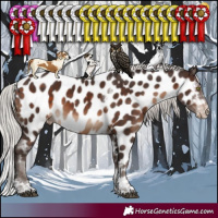 Horse Color:Silver Brown Sabino Tobiano Appaloosa Rabicano 