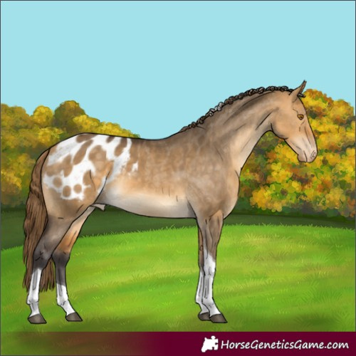 Horse Color:Buckskin Dun Tobiano Appaloosa 