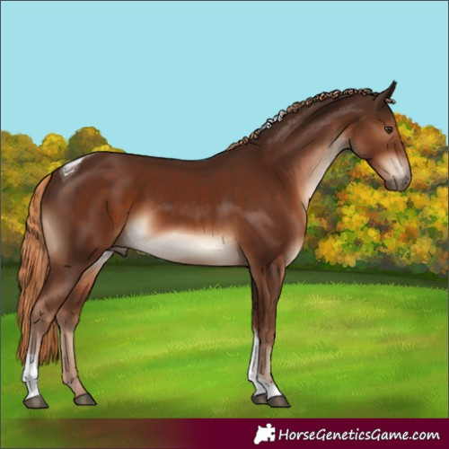 Horse Color:Liver Chestnut Tobiano 
