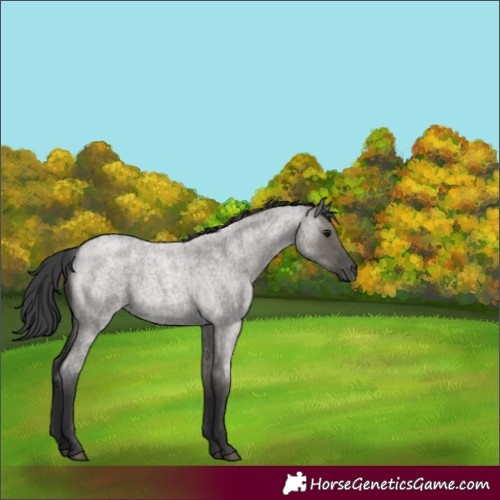 Horse Color:Grullo Roan 