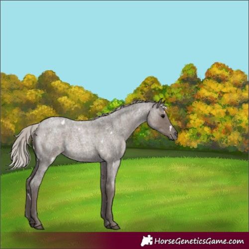 Horse Color:White Spotted Silver Blue Roan 