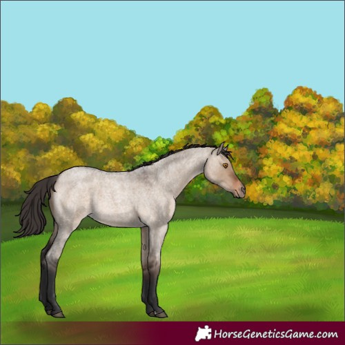 Horse Color:Bay Roan Dun 