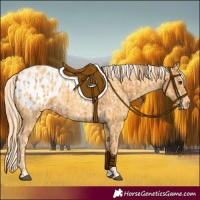Horse Color:Chestnut Blanket and Palomino Blanket