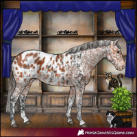 Horse Color:Black Appaloosa  and Bay Appaloosa 