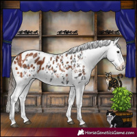 Horse Color:Black Appaloosa  and Bay Appaloosa 