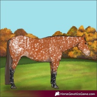 Horse Color:Bay Blanket  and Bay Snowflake Varnish 