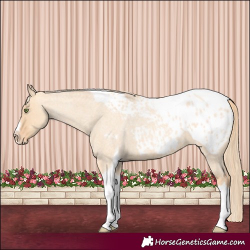 Horse Color:Gold Champagne Roan Dun Splash Tobiano Frame Appaloosa Rabicano