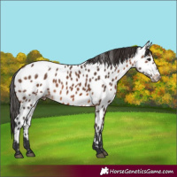 Horse Color:Brown Appaloosa