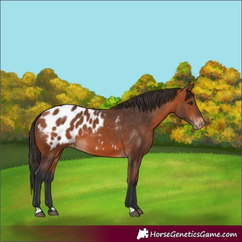 Horse Color:Bay Appaloosa