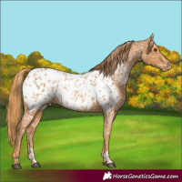 Horse Color:Chestnut Appaloosa and Chestnut Appaloosa