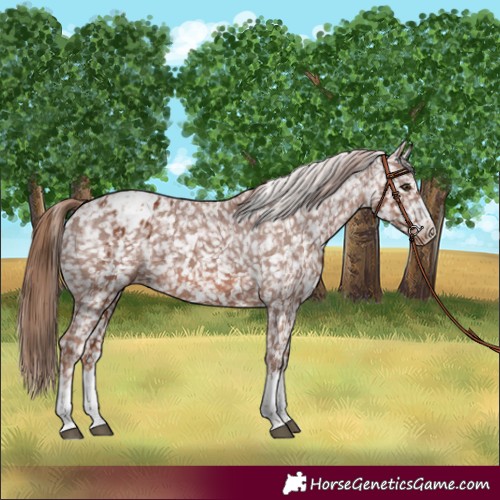 Horse Color:Chestnut Appaloosa  and Chestnut Appaloosa 