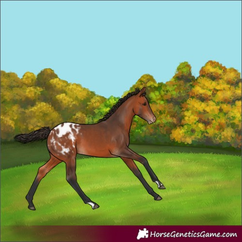 Horse Color:Bay Appaloosa