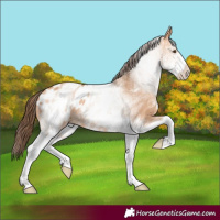 Horse Color:White Spotted Bay Dun Appaloosa 