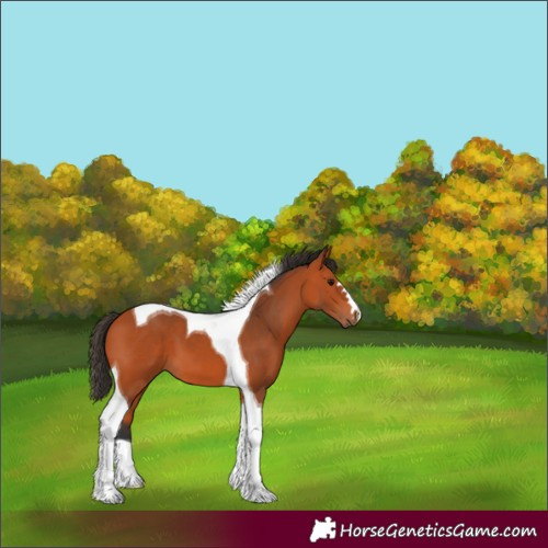 Horse Color:Bay Tobiano 