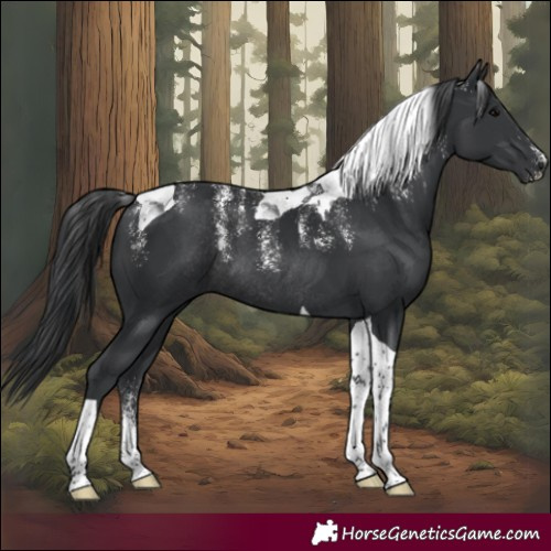 Horse Color:Powder White Black Tobiano Rabicano 