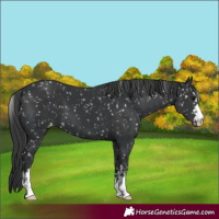 Horse Color:Unknown 