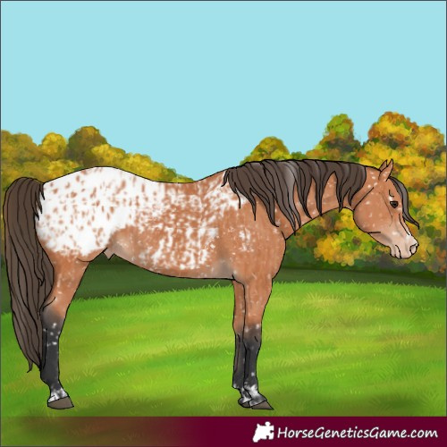 Horse Color:Bay Blanket  and Bay Blanket 