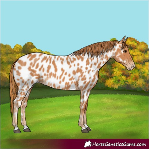 Horse Color:Chestnut Near Leopard 