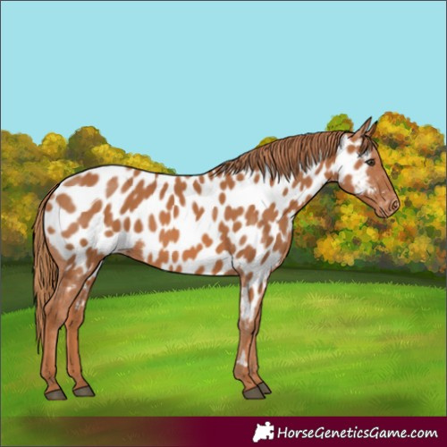 Horse Color:Chestnut Near Leopard 