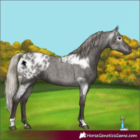 Horse Color:Gray Silver Blue Roan Near Leopard  and Gray Silver Blue Roan Blanket 