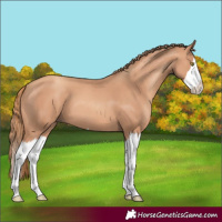 Horse Color:Gold Champagne Splash