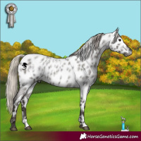 Horse Color:Gray Silver Blue Roan Blanket  and Gray Silver Blue Roan Near Leopard 
