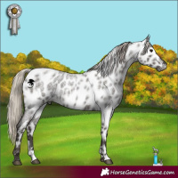 Horse Color:Gray Silver Blue Roan Appaloosa and Gray Silver Blue Roan Appaloosa
