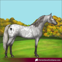 Horse Color:Gray Silver Blue Roan Appaloosa and Gray Silver Blue Roan Appaloosa