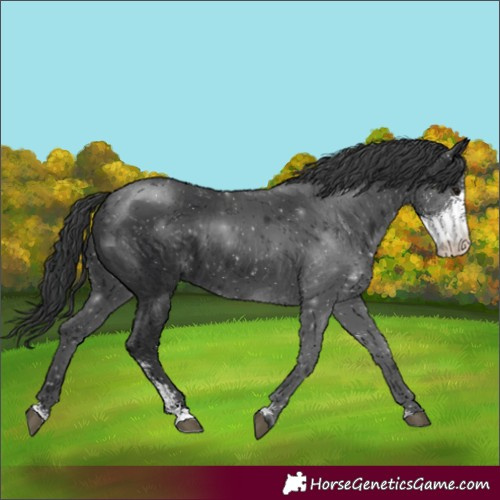 Horse Color:Black Sabino 