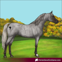 Horse Color:Gray Silver Blue Roan 