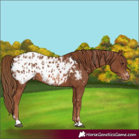 Horse Color:Chestnut Appaloosa and Chestnut Appaloosa