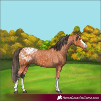 Horse Color:Bay Appaloosa  and Bay Appaloosa 
