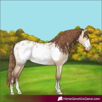 Horse Color:Amber Champagne Dun Frame Appaloosa Rabicano 