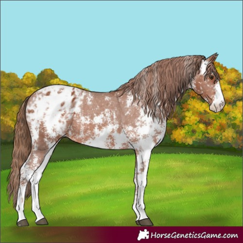 Horse Color:Chestnut Sabino Appaloosa 