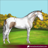 Horse Color:Gray Bay Dun Splash Tobiano 