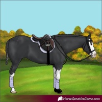 Horse Color:Black Splash