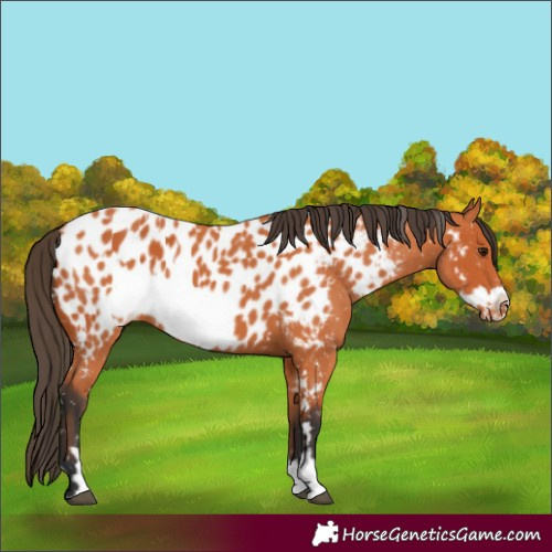 Horse Color:Bay Appaloosa  and Bay Frame Appaloosa 