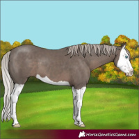 Horse Color:Silver Black Splash
