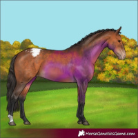 Horse Color:Bay Appaloosa 